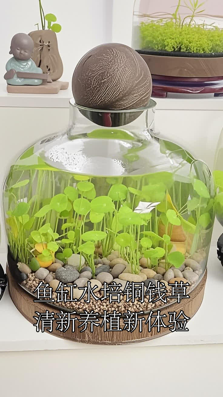 鱼缸水培铜钱草,清新养植新体验