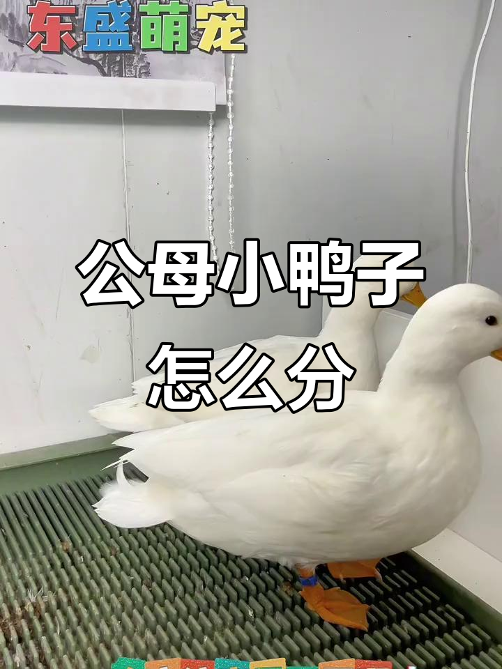 柯尔鸭公母分辨技巧,教你三招轻松辨别