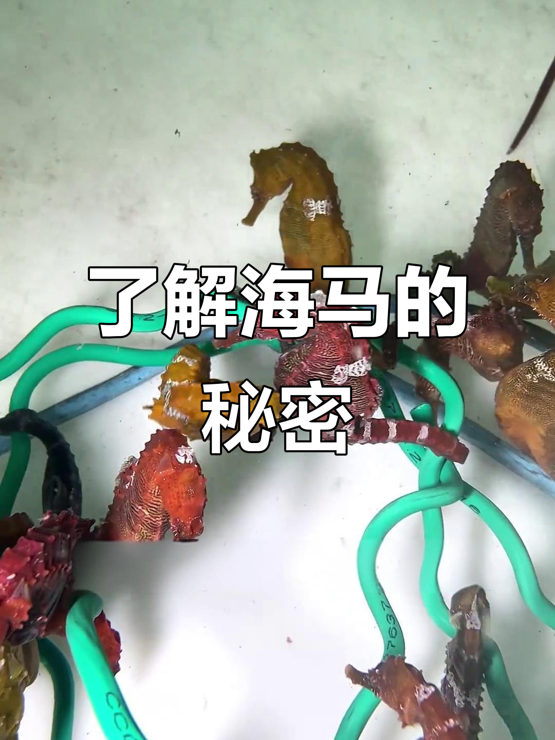 海马:鱼类的“慢跑者”与独特繁殖方式