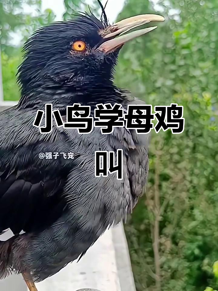 小鸟模仿老母鸡下蛋叫声,太像了!