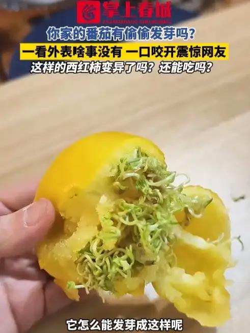 你家的番茄有偷偷发芽吗？一看外表啥事没有，一口咬开震惊网友！这样的西红柿变异了吗？还能吃吗