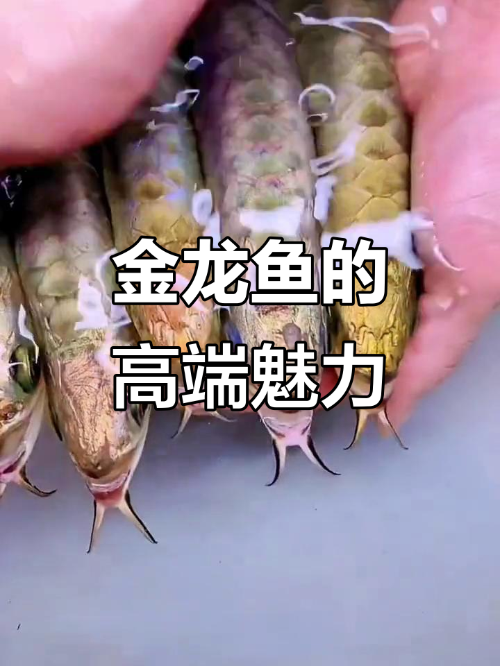 高端龙鱼观赏，金龙鱼的魅力与水族世界的精彩