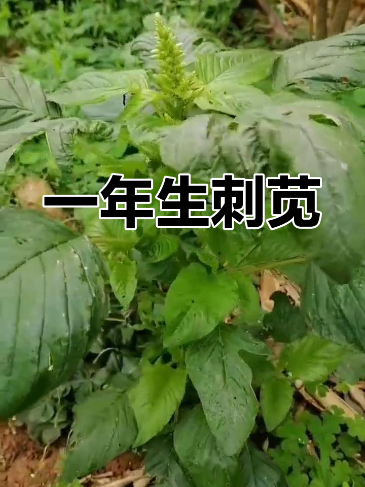 刺苋:农村常见的一年生草本植物