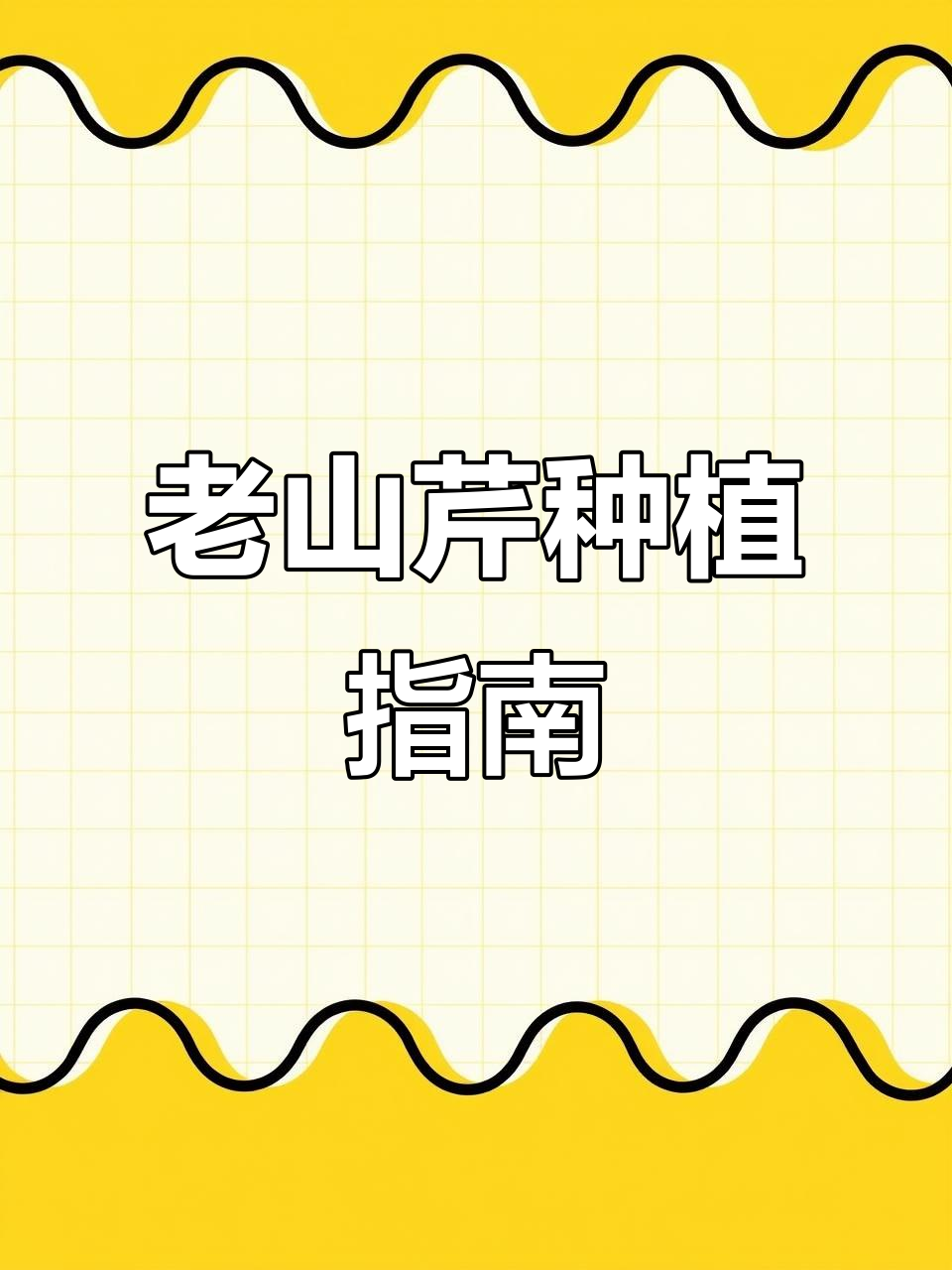 春季种植老山芹,全程指导与除草技术保障出苗率