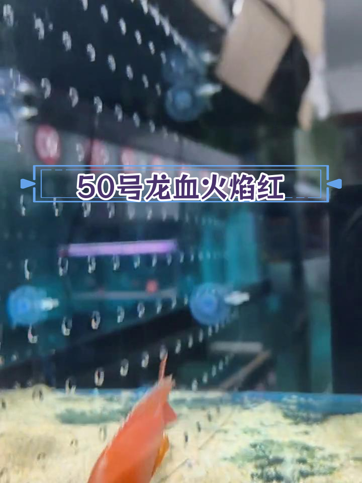 龙血火焰红三湖慈鲷,色彩鲜艳的水族观赏鱼