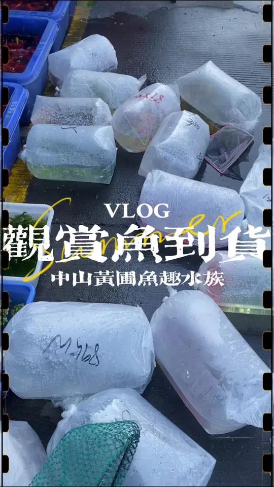 2025年店铺回货的第一批小型热带鱼,品种全数量多,超多热带观赏鱼