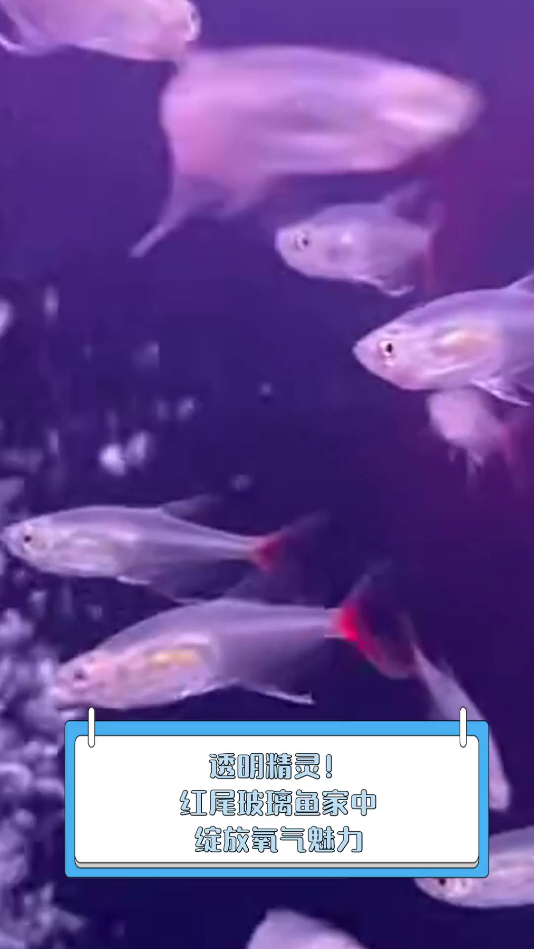 透明精灵!红尾玻璃鱼家中绽放氧气魅力