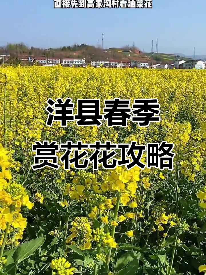 洋县油菜花海与桃花梨花的美丽邂逅,探访朱鹮之乡的春天魅力