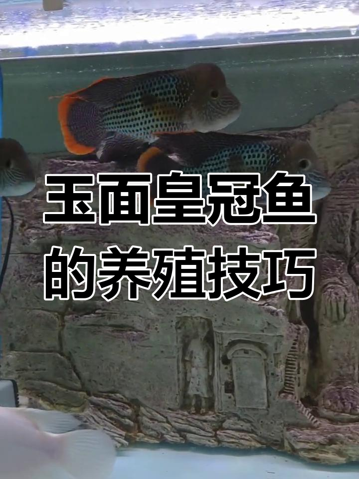 玉面皇冠鱼:色彩艳丽的大型肉食性鱼类