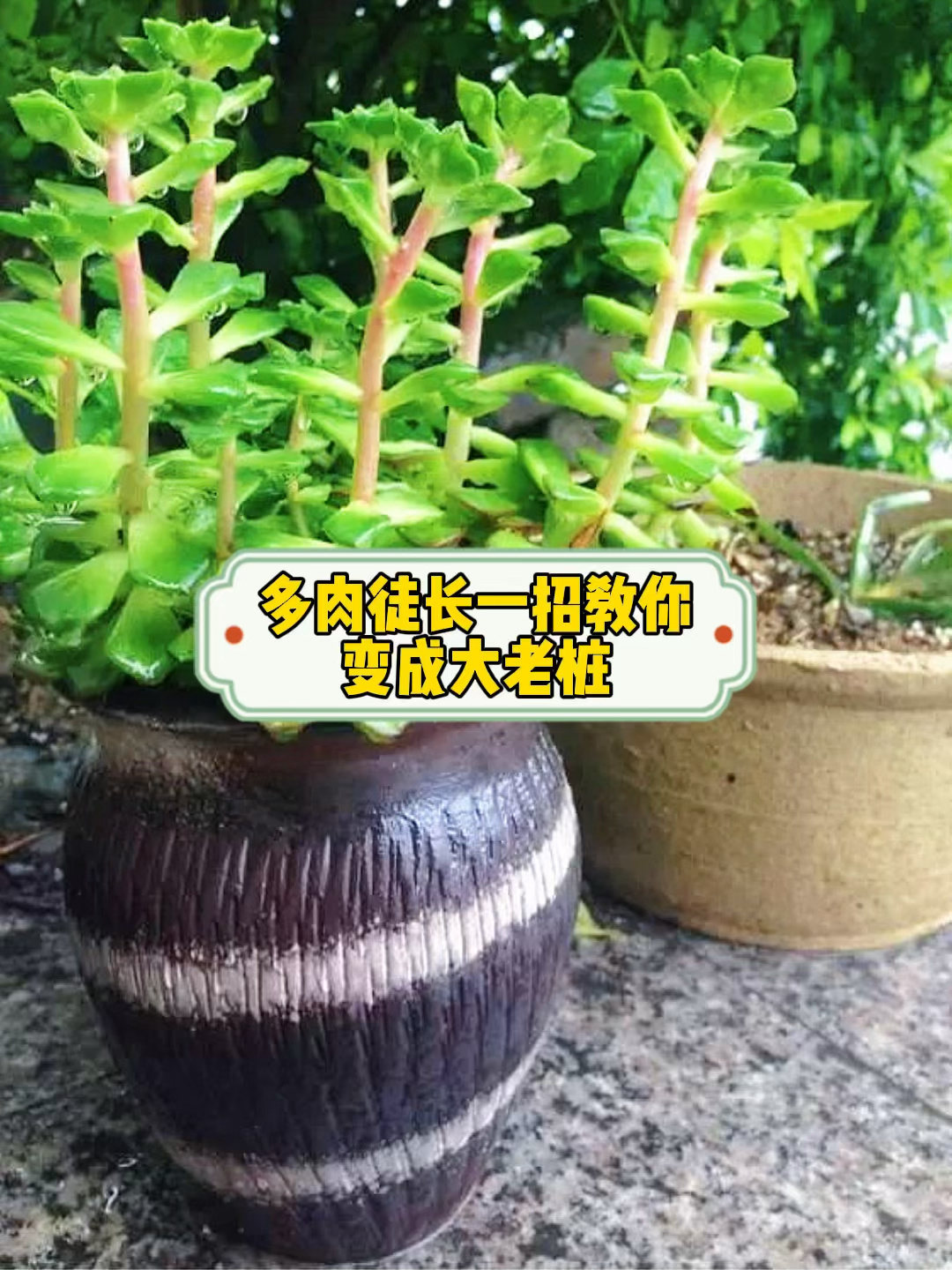 多肉徒长这样做,小桩变老桩
