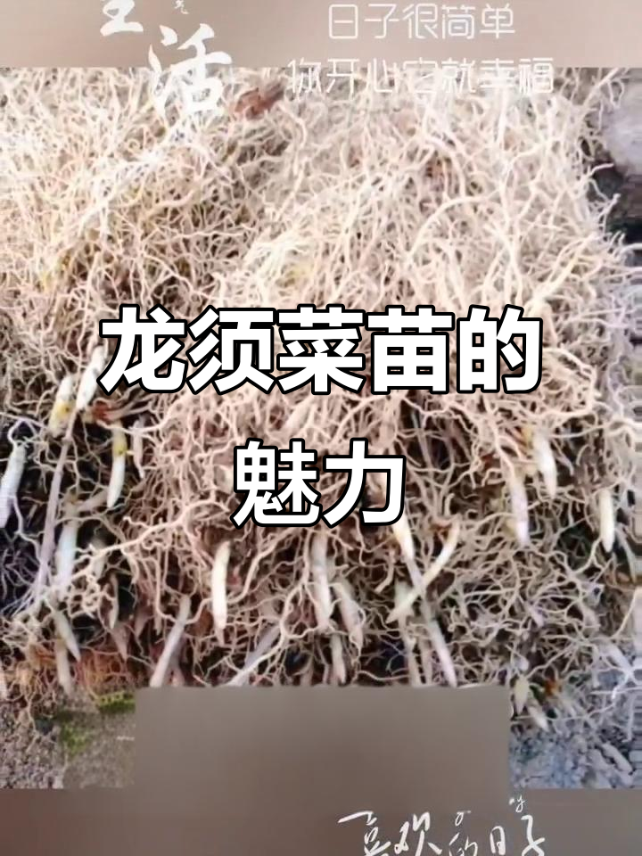 长白山龙须菜苗:鲜嫩美味,山林珍品