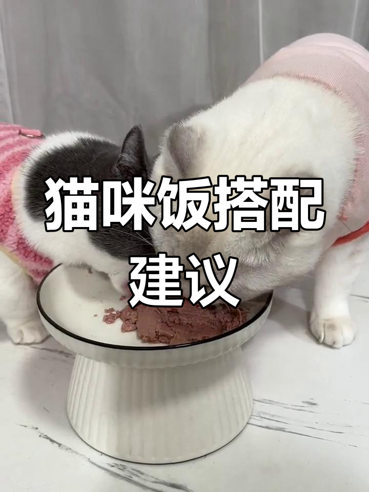 猫咪吃猫粮也能适当喂食生骨肉