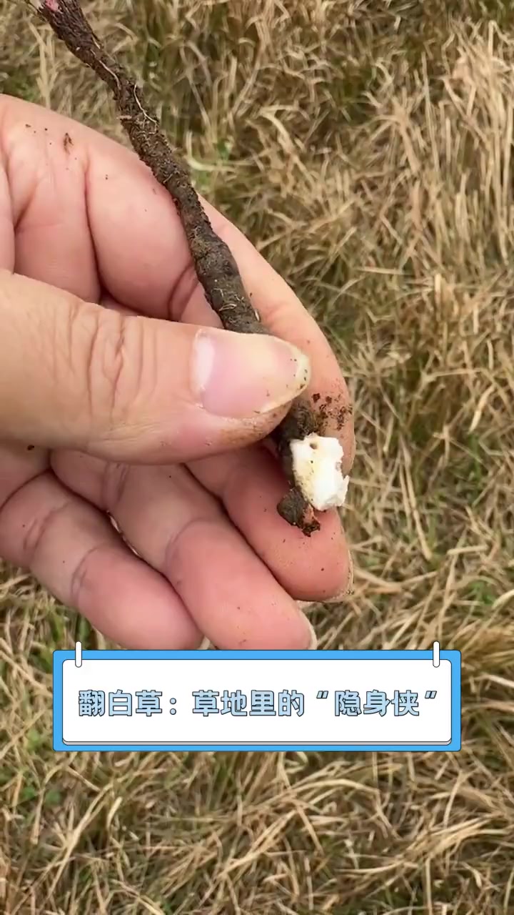 翻白草:草地里的“隐身侠”