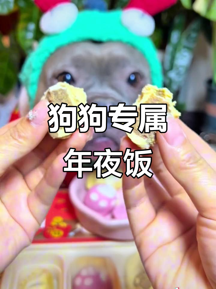 狗狗年夜饭大餐,饺子汤圆一袋搞定!