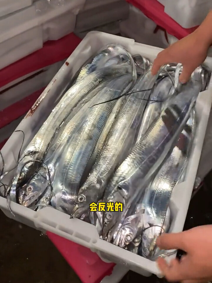 东海海钓小眼睛带鱼新鲜度一流像镜子一样亮