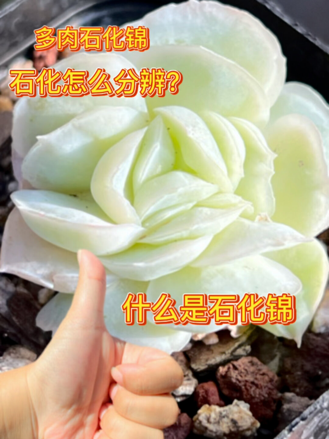 多肉石化锦怎么区分,什么是石化锦?