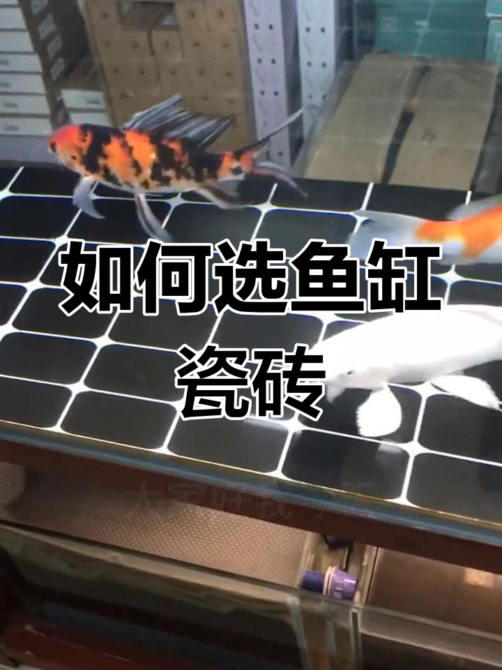 鱼缸瓷砖选购与铺设技巧