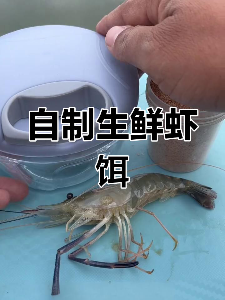 冬季钓鲫鱼必备生鲜虾饵,自制简单又高效