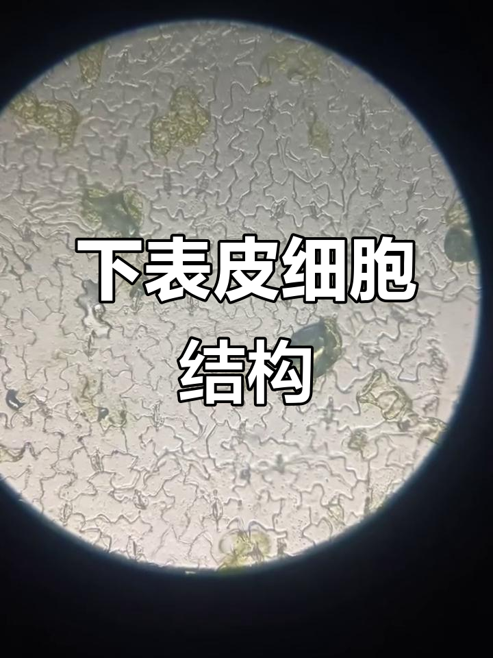 菠菜叶片下表皮细胞显微观察
