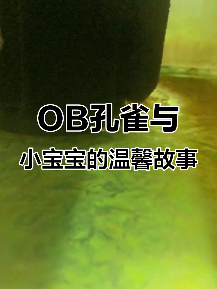 蓝雨养殖基地:OB孔雀母鱼照顾小鱼,瓷雕慈祥守护