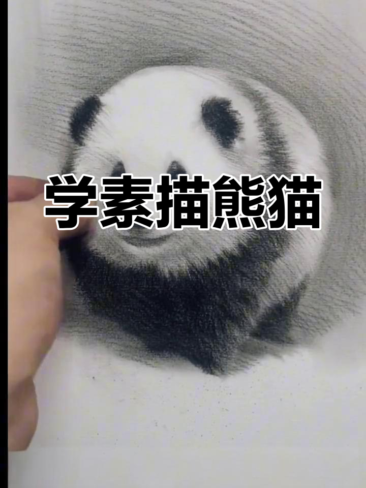 素描熊猫步骤详解,轻松掌握写实画法