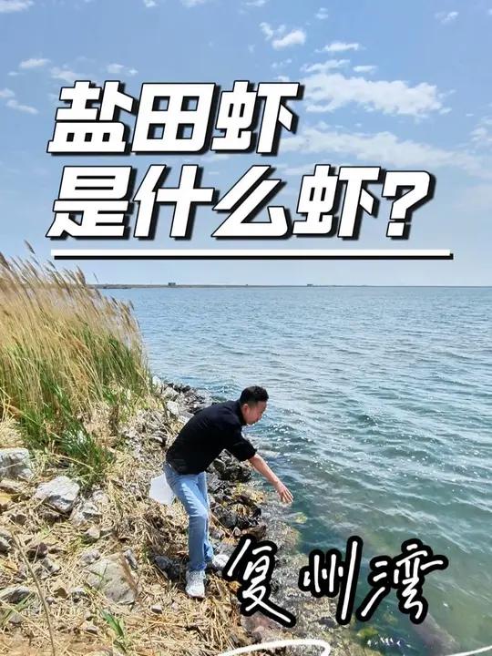 盐田虾是什么虾?世界上有两种虾,一种生长在盐田,一种叫做其他虾。从入海到入口全程有机的盐田