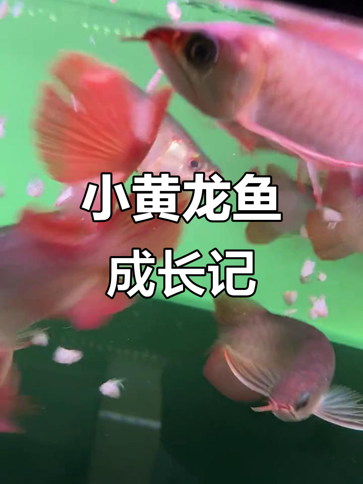 印尼小红龙鱼:20-30公分,长大变红,美丽又活泼