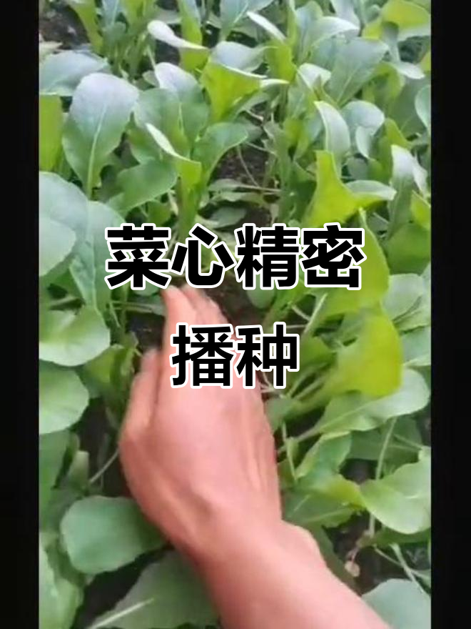 菜心播种机实拍:行距10厘米,株距2.5厘米精准种植