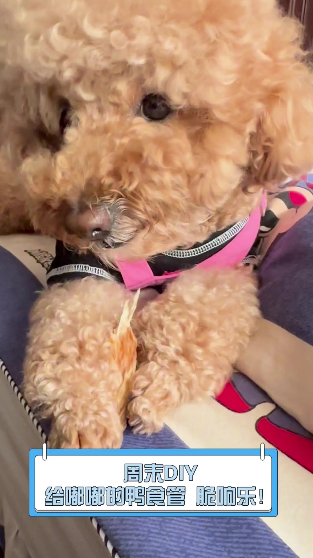周末DIY,给嘟嘟的鸭食管,脆响乐!