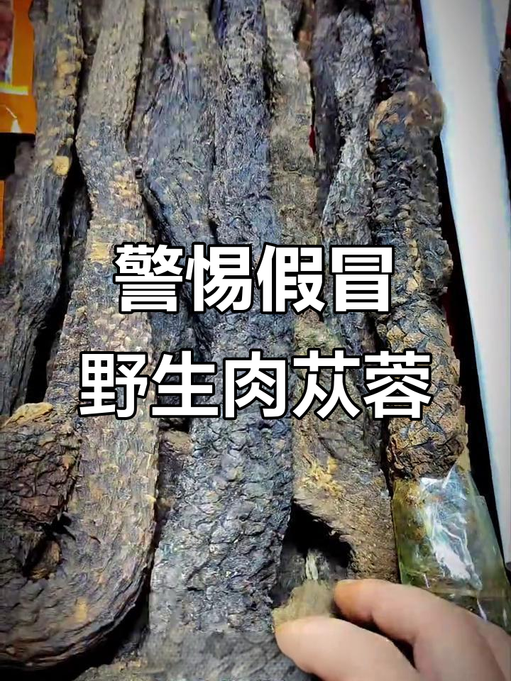 野生肉苁蓉?小心被骗,可能是非法采摘!