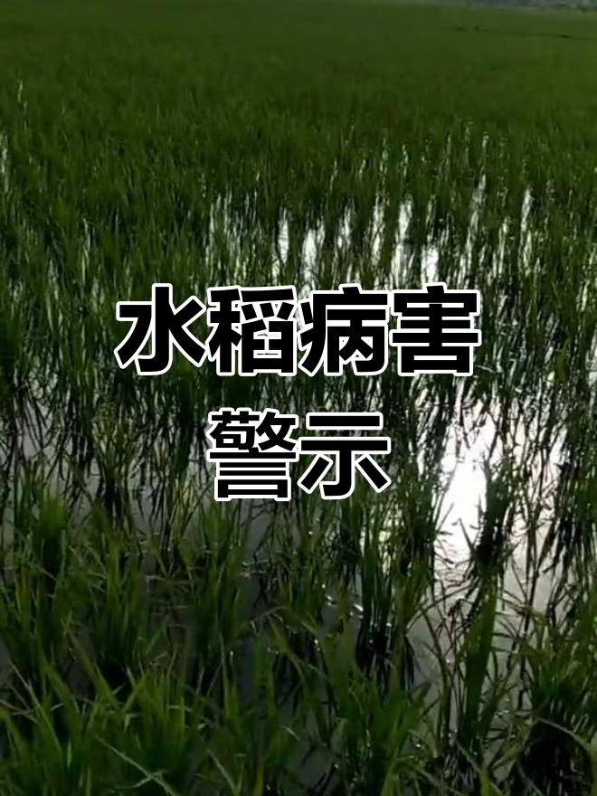 细菌褐斑病让水稻减产,秋季损失惨重!