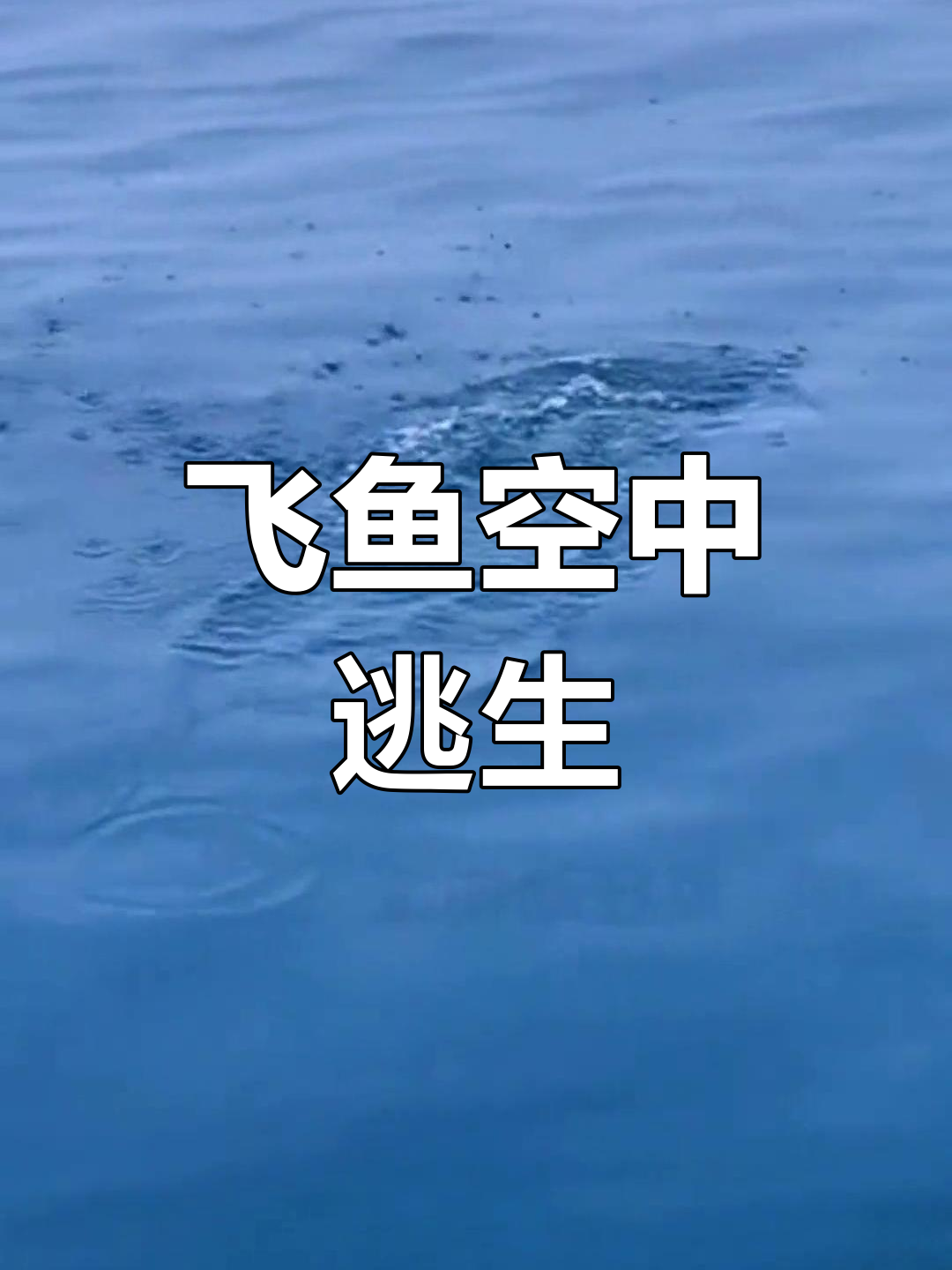 飞鱼腾空避险,百米飞行逃脱大嘴鲨
