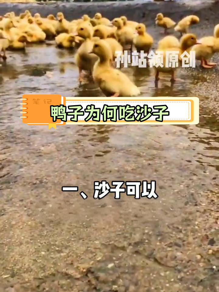 鸭子吃沙石正常吗?补钙的信号
