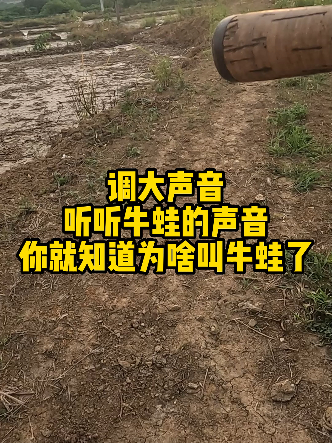 来听听牛蛙的叫声,这是你没听过的声音