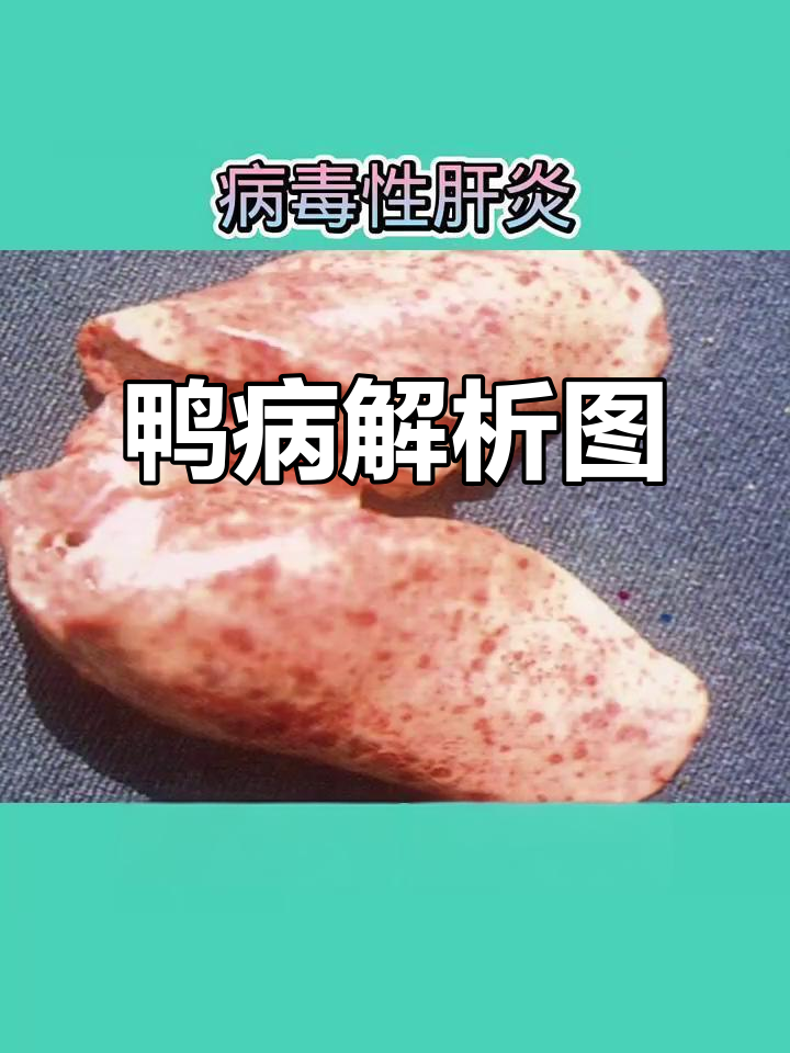 鸭子常见疾病解剖图,养殖必备知识
