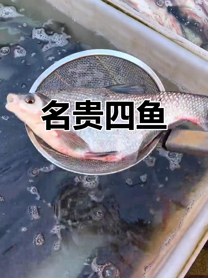 东北四大名鱼,鳊花鱼位列其中