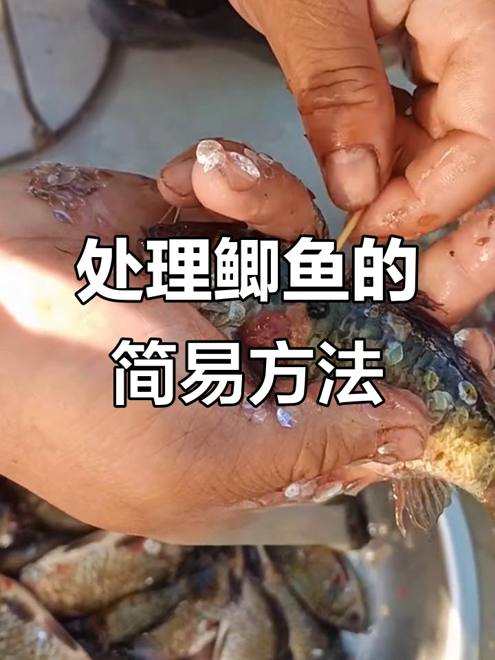 冬季鲫鱼处理技巧,简单几步搞定苦胆和鳞片