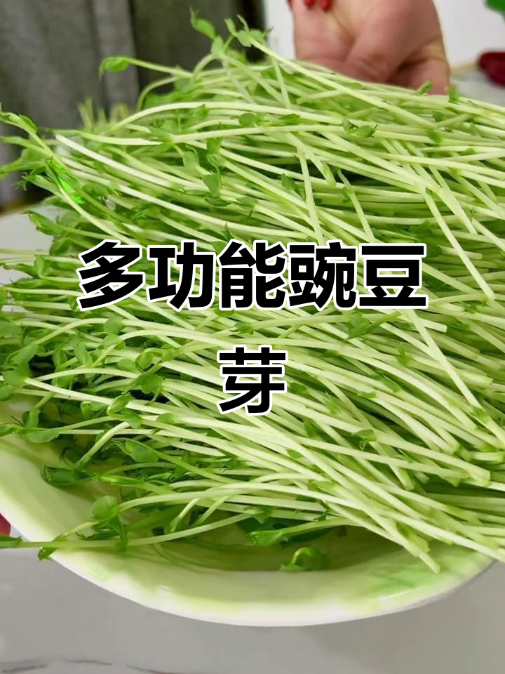 豌豆芽苗菜百搭,凉拌、火锅皆宜,做法多样美味无穷