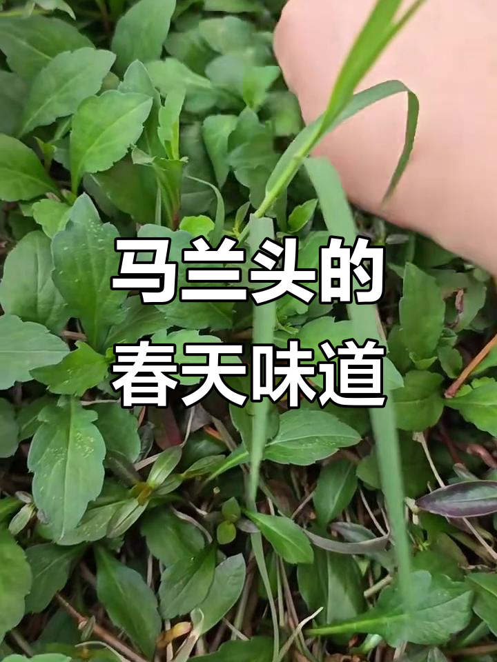 南昌马兰头:春季必吃野菜,清热解毒又美味