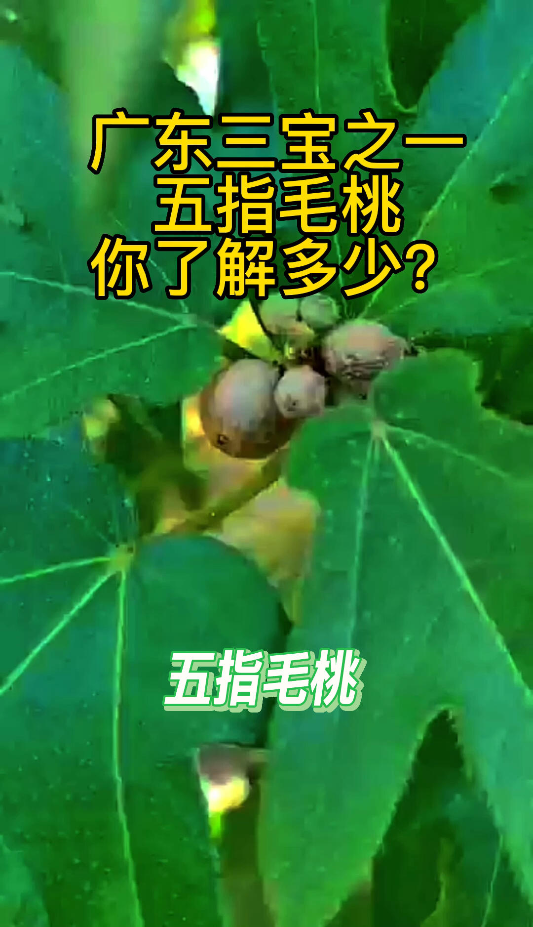 五指毛桃功效