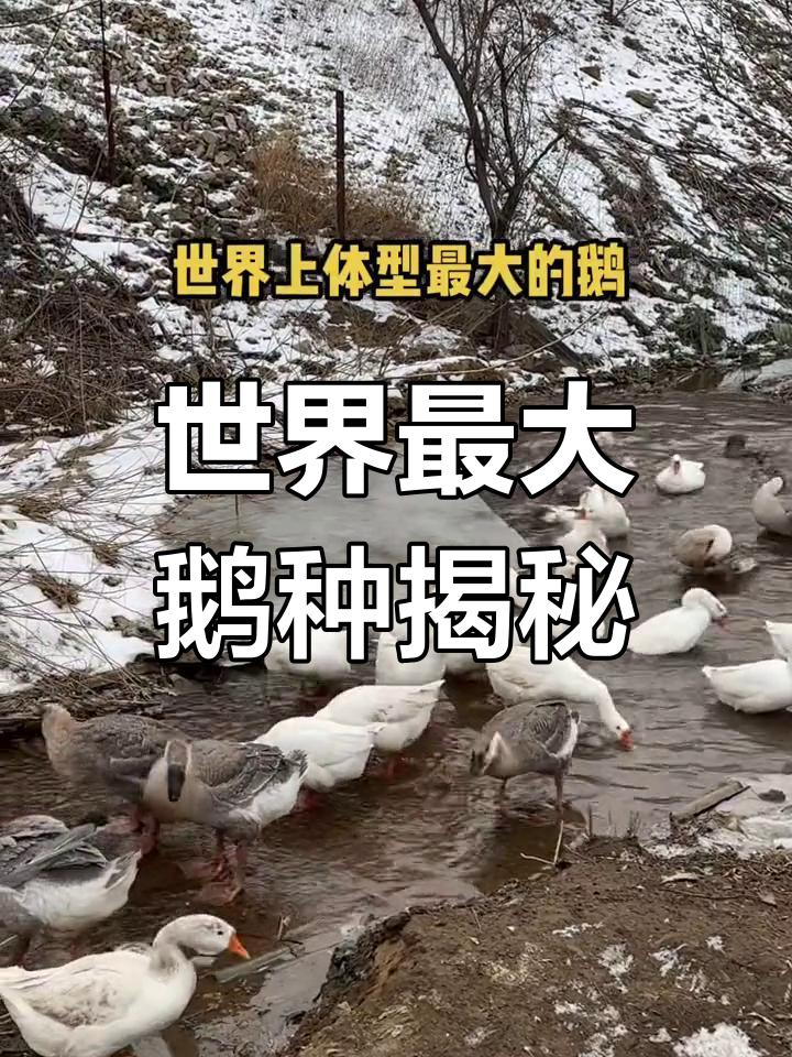 狮头鹅:世界上最大的鹅,公母体重差距大