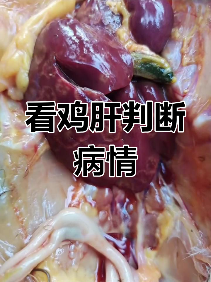鸡肝颜色异常揭示疾病信号