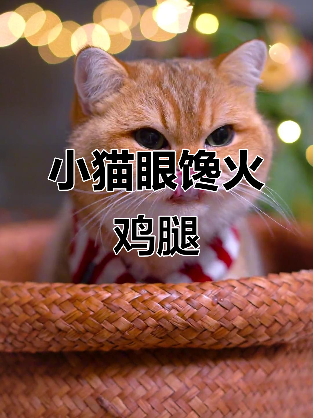 圣诞聚餐烤火鸡,小猫咪馋得直流口水