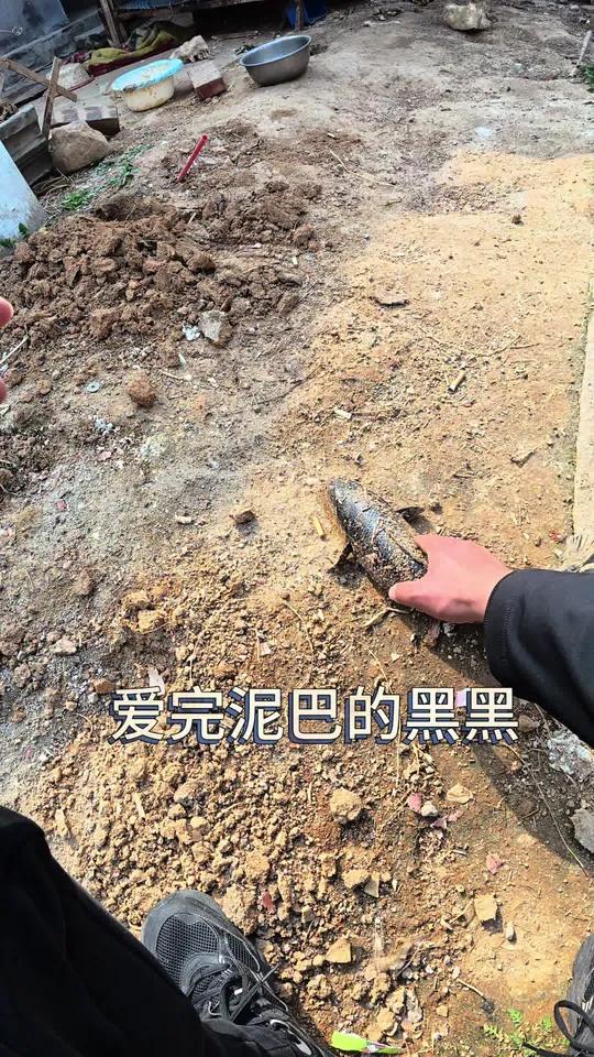 下次一定找个不爱完泥巴的黑黑 #新农人计划 #农村集市 #混养 #庭院鱼池