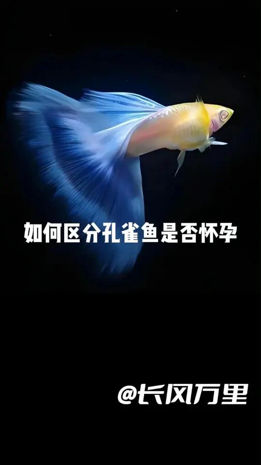 孔雀鱼怎么看怀孕?如何判断什么时候生