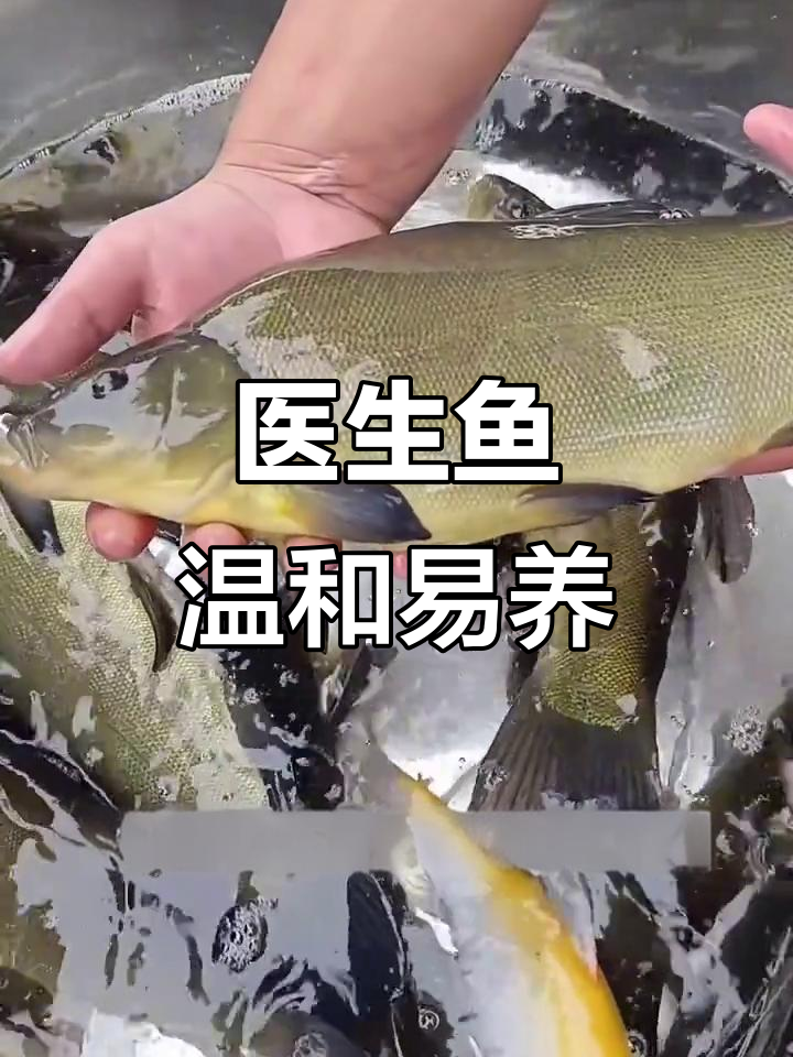 丁桂鱼:鱼类中的“医生”,治愈力惊人