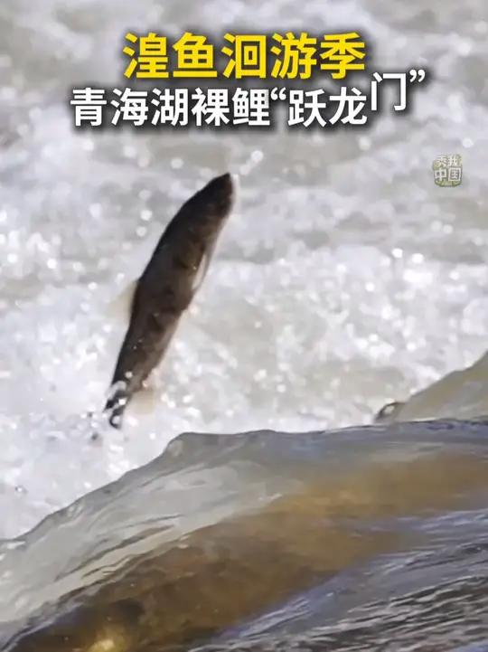 在青海省海北藏族自治州刚察县，每年5月底至8月是湟鱼洄游的季节。湟鱼，学名“青海湖裸鲤”，