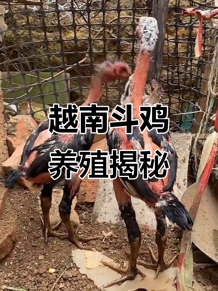 越南斗鸡文化揭秘:纯种母鸡与激烈比赛