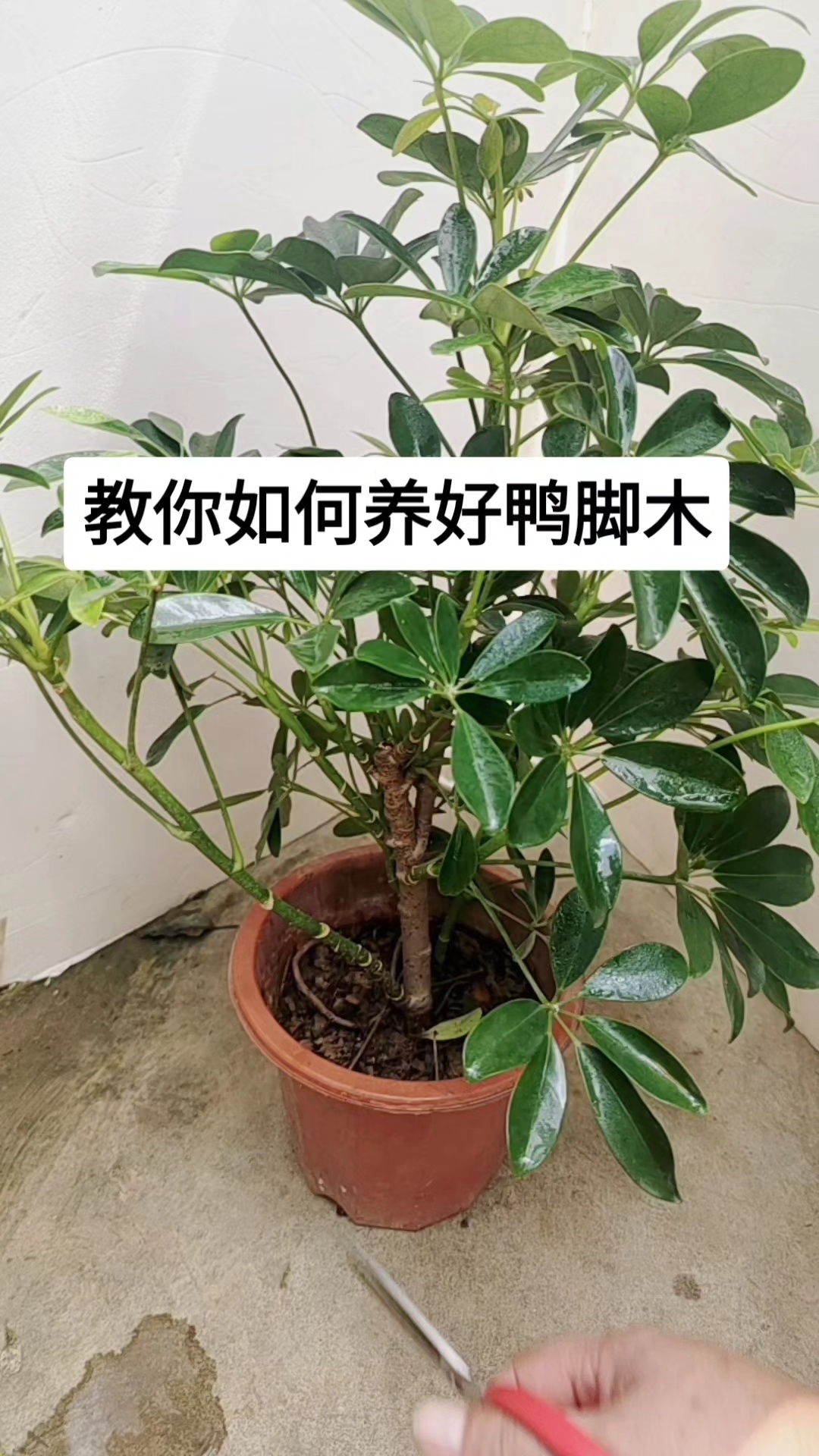 如何养好鸭脚木