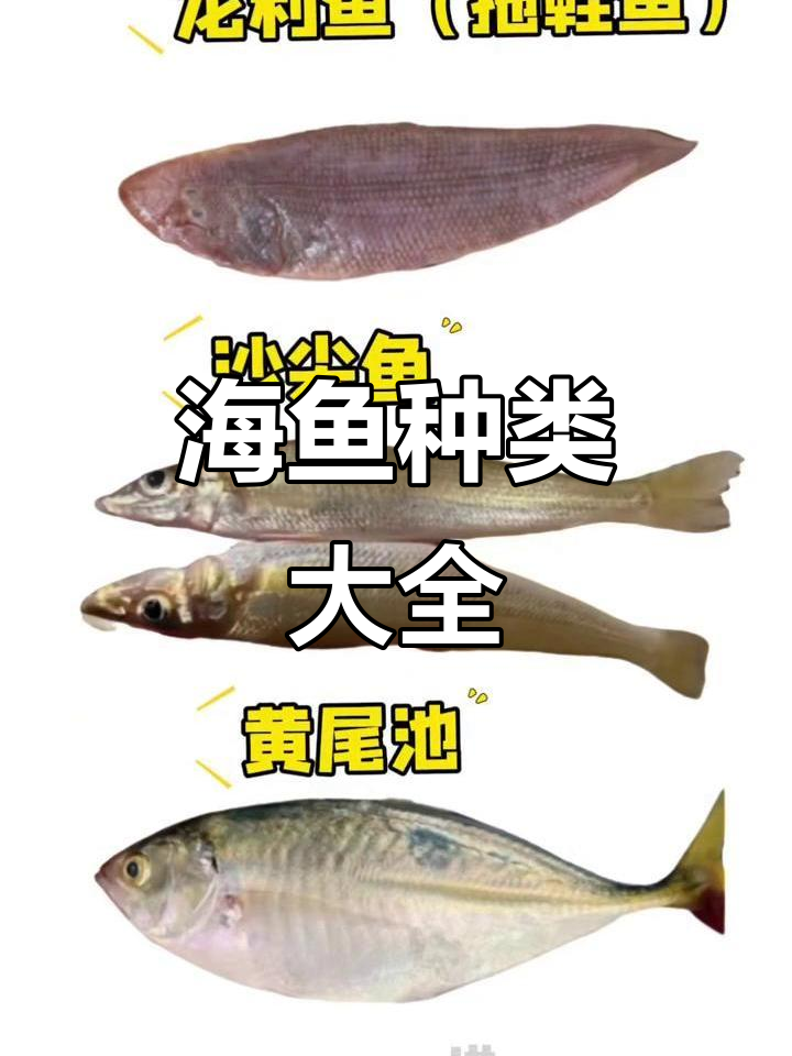 常见海鱼品种大揭秘,带你了解不同海域的特色鱼类